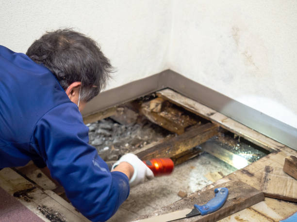 Best Crawl Space Mold Remediation in Holtville, CA