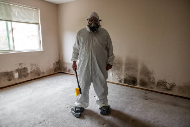Professional Mold Remediation in Holtville, CA