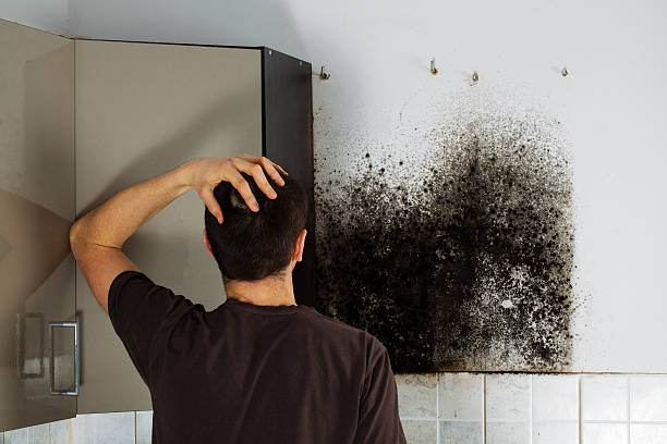 Best Kitchen Mold Remediation in Holtville, CA