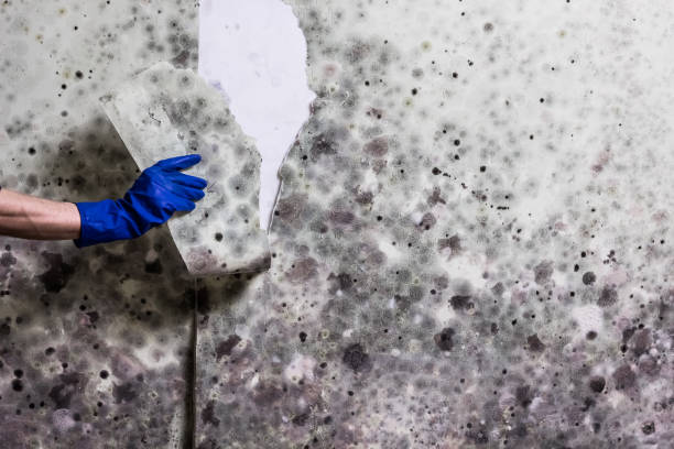 Best Preventive Mold Services in Holtville, CA