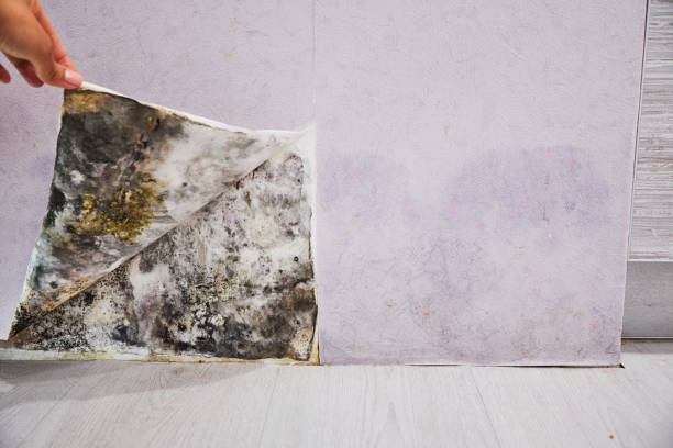 Best Post-Flood Mold Remediation in Holtville, CA